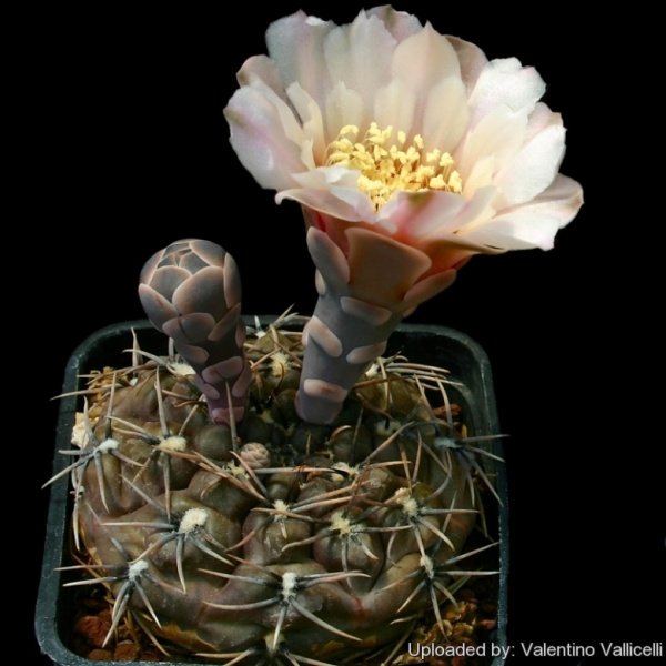 Файл:Gymnocalycium kieslingii f. castaneum 13030.jpg