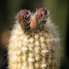 Haageocereus pseudomelanostele ssp. pseudomelanostele h.jpg