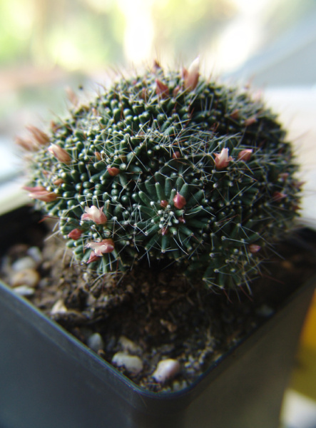 Файл:Mammillaria painteri 5.jpg