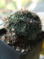 Mammillaria painteri 5.jpg