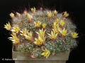 Mammillaria surculosa 12.jpg