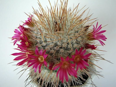 Mammillaria variaculeata.jpg