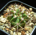 Melocactus intortus