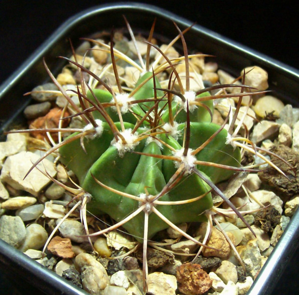 Файл:Melocactus communis.jpg