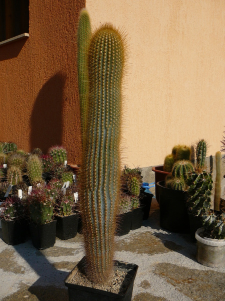 Файл:Micranthocereus estevesii 2.jpg