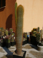 Micranthocereus estevesii