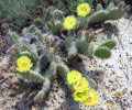 Opuntia polyacantha