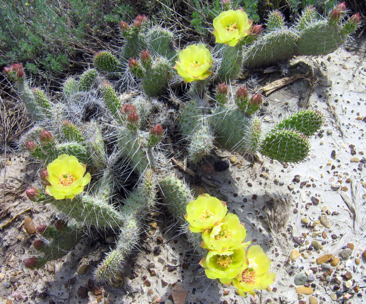 Файл:Opuntia polyacantha.JPG