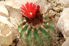 Parodia tilcarensis pm.jpg
