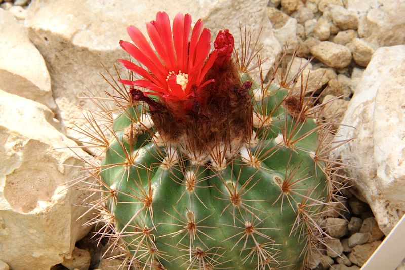 Файл:Parodia tilcarensis pm.jpg