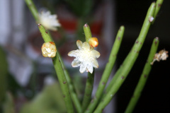 Rhipsalis floccosa 1280px.jpg