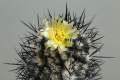 Copiapoa algarrobensis FK 530