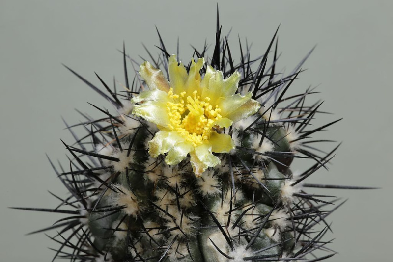 Файл:Copiapoa algarrobensis FK 530.jpg