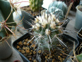 Copiapoa megarhiza ssp. megarhiza