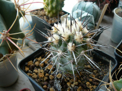 Copiapoa megarhiza ssp. megarhiza.jpg