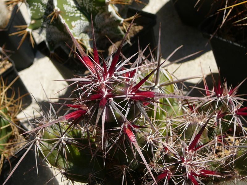 Файл:Corynopuntia invicta 3.jpg