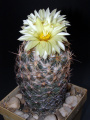 Coryphantha recurvata.JPG