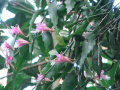 Disocactus nelsonii