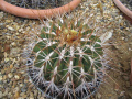 Ferocactus alamosanus ssp. alamosanus