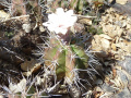 Gymnocalycium chiquitanum 3.JPG