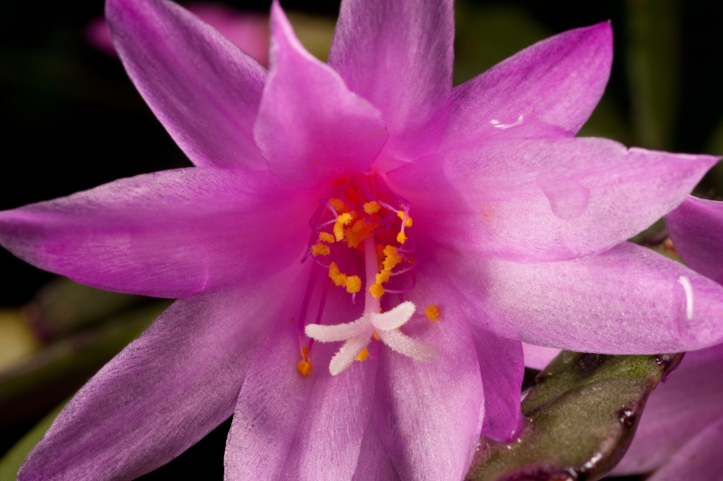 Файл:Hatiora rosea 1h.jpg