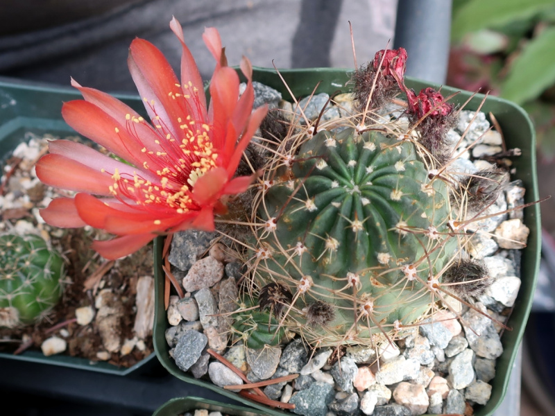 Файл:Lobivia schreiteri 5.JPG