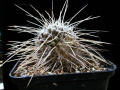Mammillaria karwinskiana ssp. nejapensis