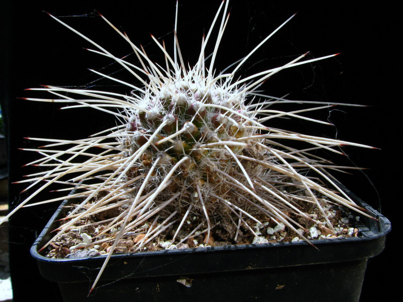 Файл:Mammillaria karwinskiana ssp. nejapensis.jpg