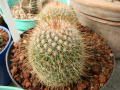 Mammillaria meyranii 1.jpg
