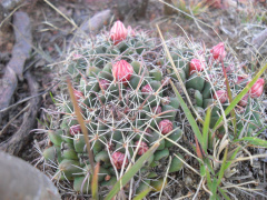 Mammillaria uncinata 1.JPG
