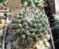 Mammillaria uncinata 4.JPG