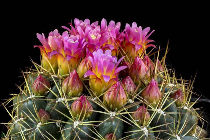 Файл:Oroya peruviana 6.jpg