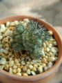 Ortegocactus macdougallii 4.jpg