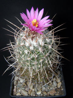 Thelocactus conothelos ssp. argenteus.JPG