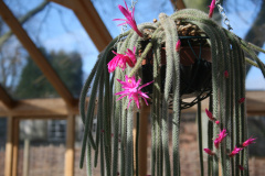 Aporocactus flagelliformis 1b.jpg