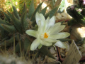 Ariocarpus trigonus 2.jpg
