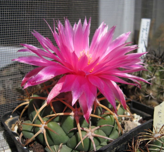 Файл:Coryphantha elephantidens.jpg