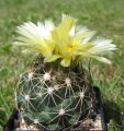 Coryphantha vogtherriana 01.jpg