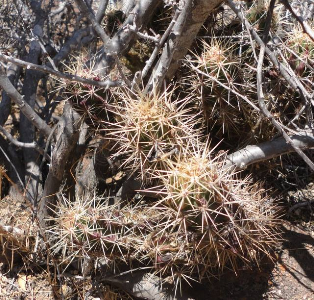 Файл:Echinocereus maritimus 1.jpg