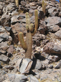 Echinopsis atacamensis ssp. atacamensis.jpg