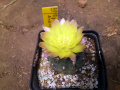 Gymnocalycium andreae