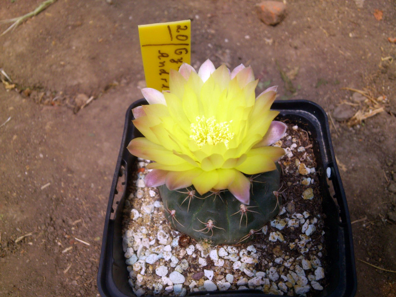 Файл:Gymnocalycium andreae.jpg