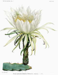 Hylocereus ocamponis The Cactaceae Vol II.jpg