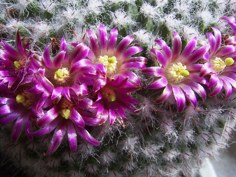 Файл:Mammillaria-flowers.jpg