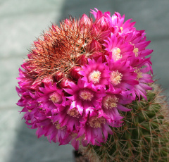 Mammillaria backebergiana o2.jpg