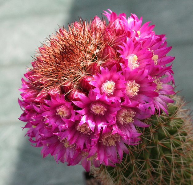 Файл:Mammillaria backebergiana o2.jpg