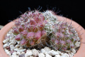 Mammillaria beneckei 456.jpg