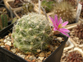 Mammillaria boolii 2.jpg