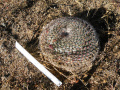 Mammillaria heyderi ssp. gummifera 3.jpg