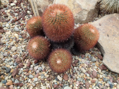 Mammillaria rhodantha fera-rubra h.jpg
